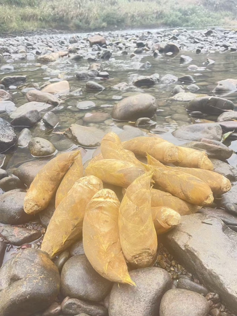 优质桂林冬笋基地直发肉质厚味道鲜可视频看货量大从优