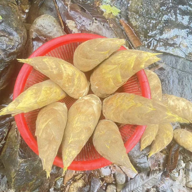 优质桂林冬笋基地直发肉质厚味道鲜可视频看货量大从优
