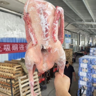 黄河仔鹅冻品