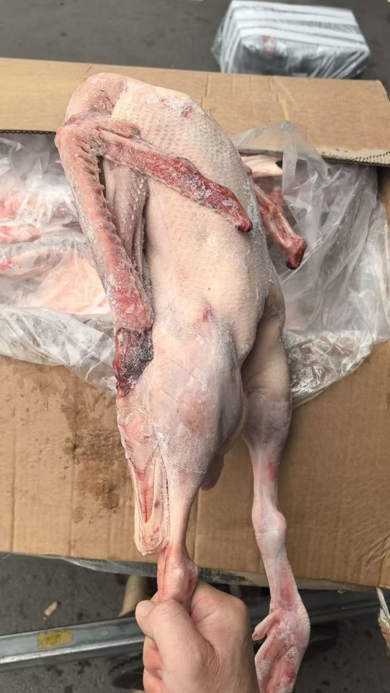 黄河仔鹅冻品