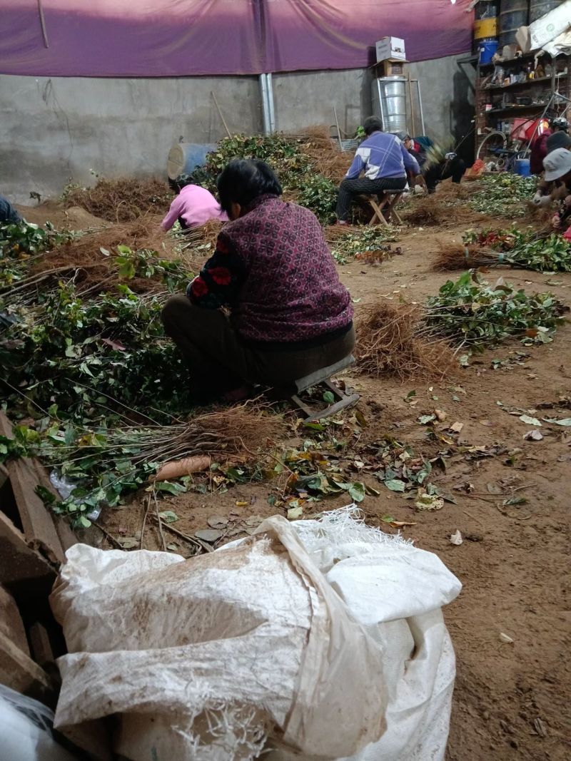 【热卖推荐】八棱海棠苗实生苗基地直销量大质优价格优惠