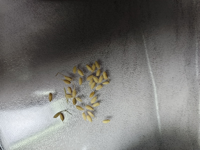 好吃的东北大米，新米少添水，白的是胚芽可以少买尝尝