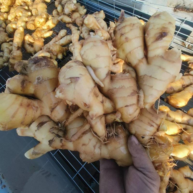 生姜批发零售