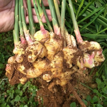 自家种植生姜