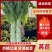 山东精品青尖叶莴笋质量保证现砍现发欢迎咨询
