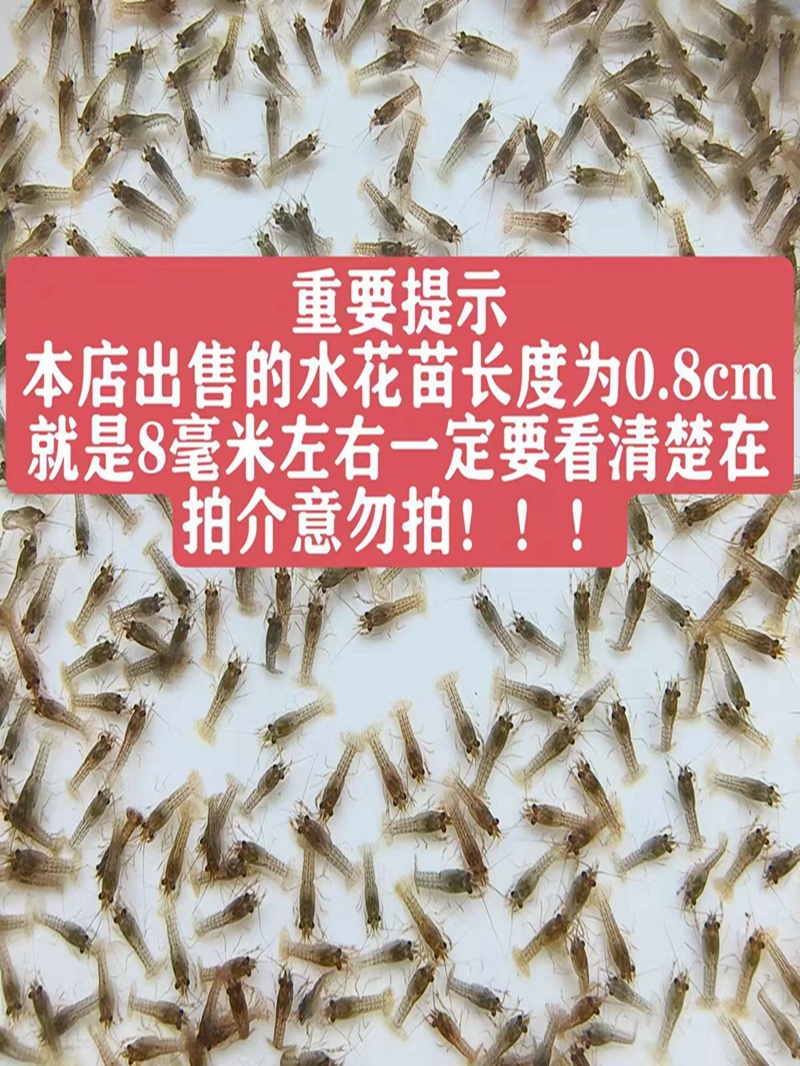 水花苗龙虾抱籽抱卵虾淡水小龙虾水花鲜活虾