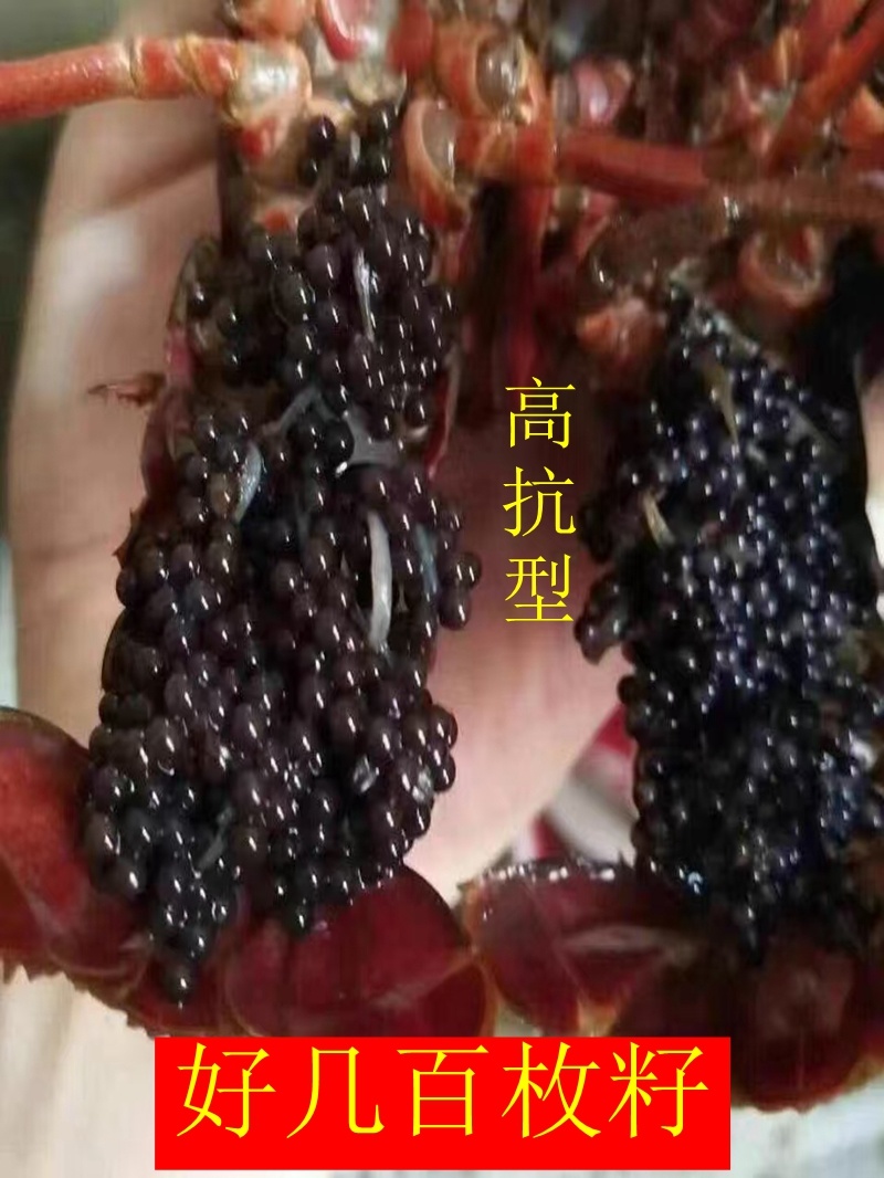 水花苗龙虾抱籽抱卵虾淡水小龙虾水花鲜活虾