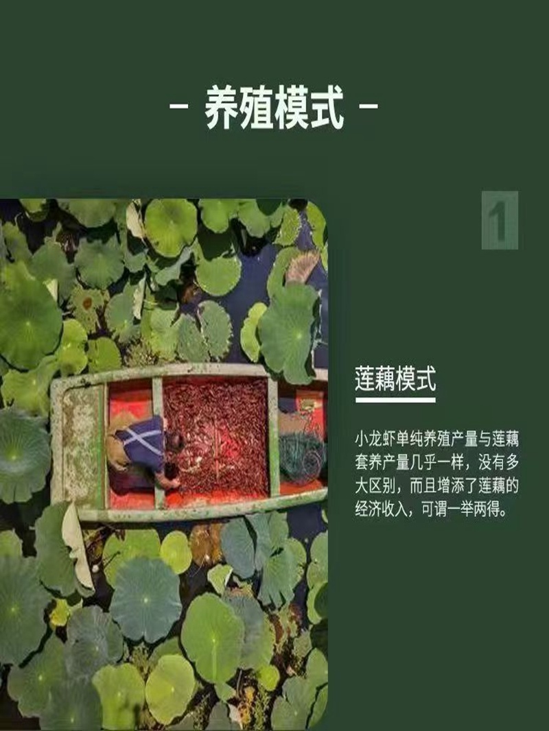 水花苗龙虾抱籽抱卵虾淡水小龙虾水花鲜活虾