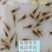 水花苗龙虾抱籽抱卵虾淡水小龙虾水花鲜活虾