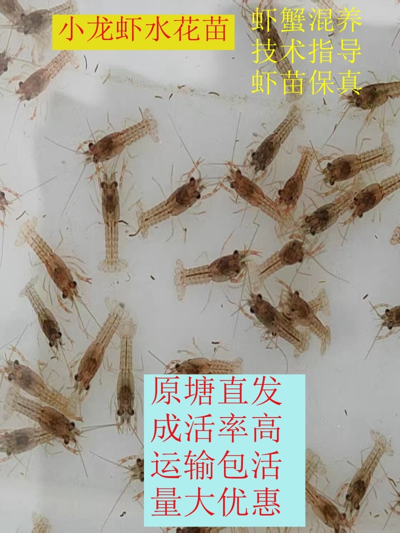 水花苗龙虾抱籽抱卵虾淡水小龙虾水花鲜活虾
