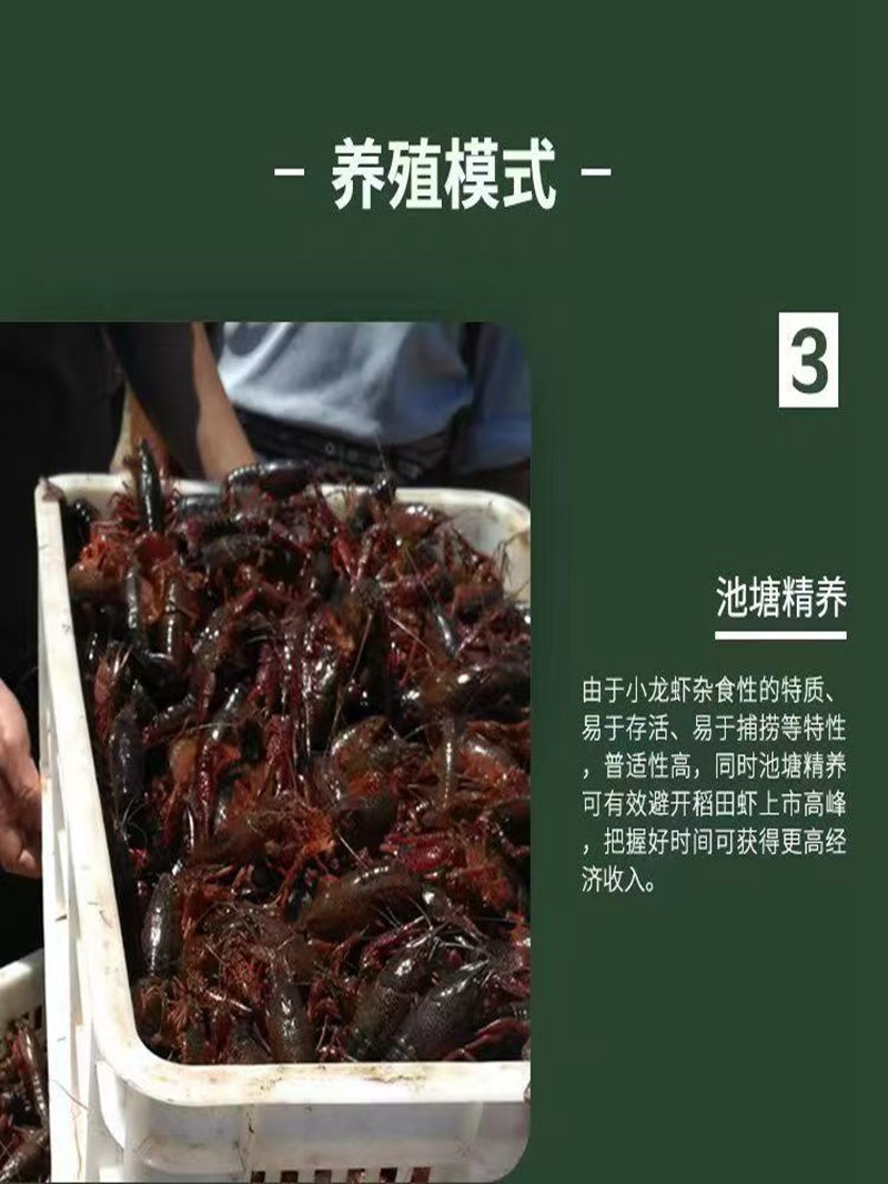 水花苗龙虾抱籽抱卵虾淡水小龙虾水花鲜活虾