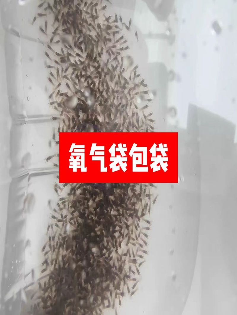 水花苗龙虾抱籽抱卵虾淡水小龙虾水花鲜活虾