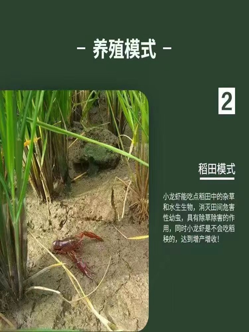 水花苗龙虾抱籽抱卵虾淡水小龙虾水花鲜活虾