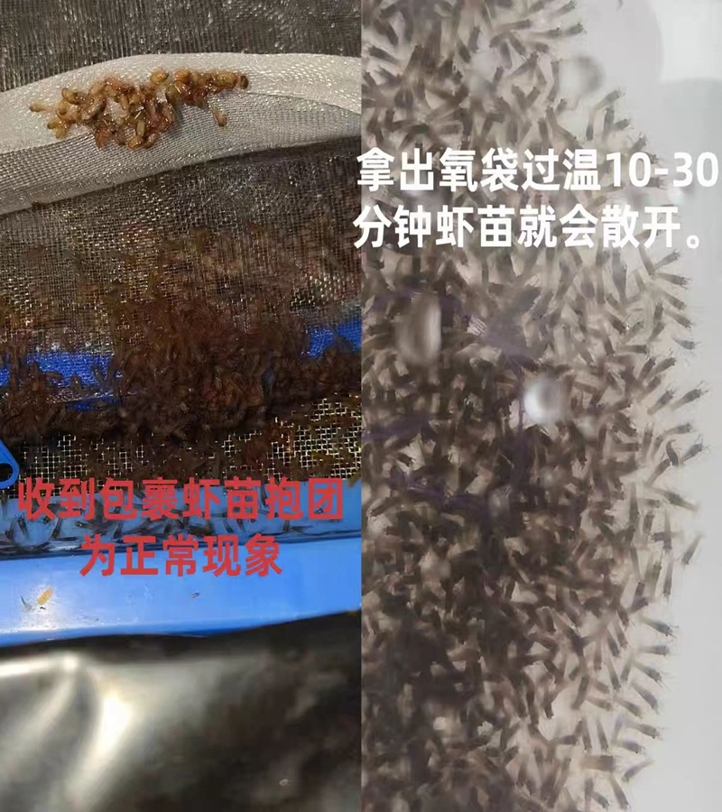 水花苗龙虾抱籽抱卵虾淡水小龙虾水花鲜活虾