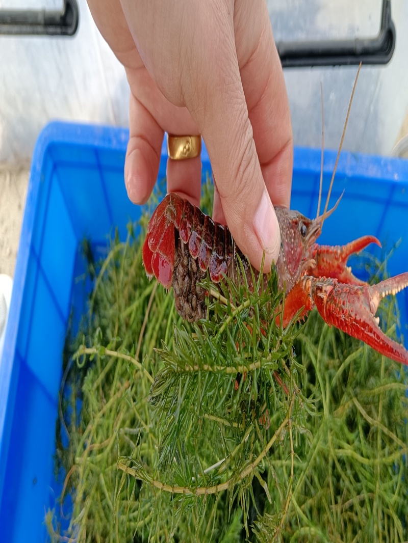 水花苗龙虾抱籽抱卵虾淡水小龙虾水花鲜活虾