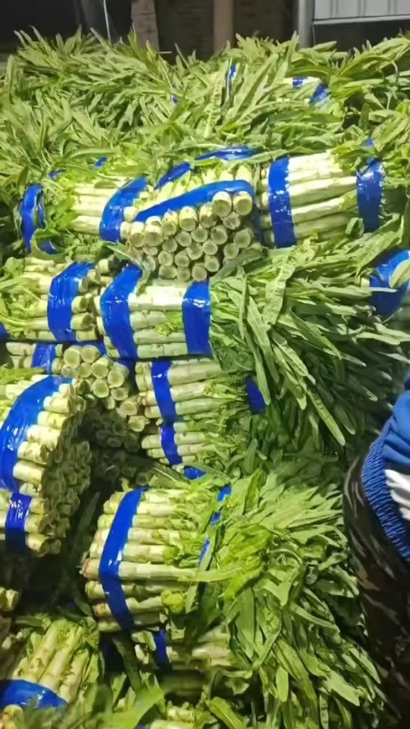 山东精品青尖叶莴笋质量保证现砍现发欢迎咨询