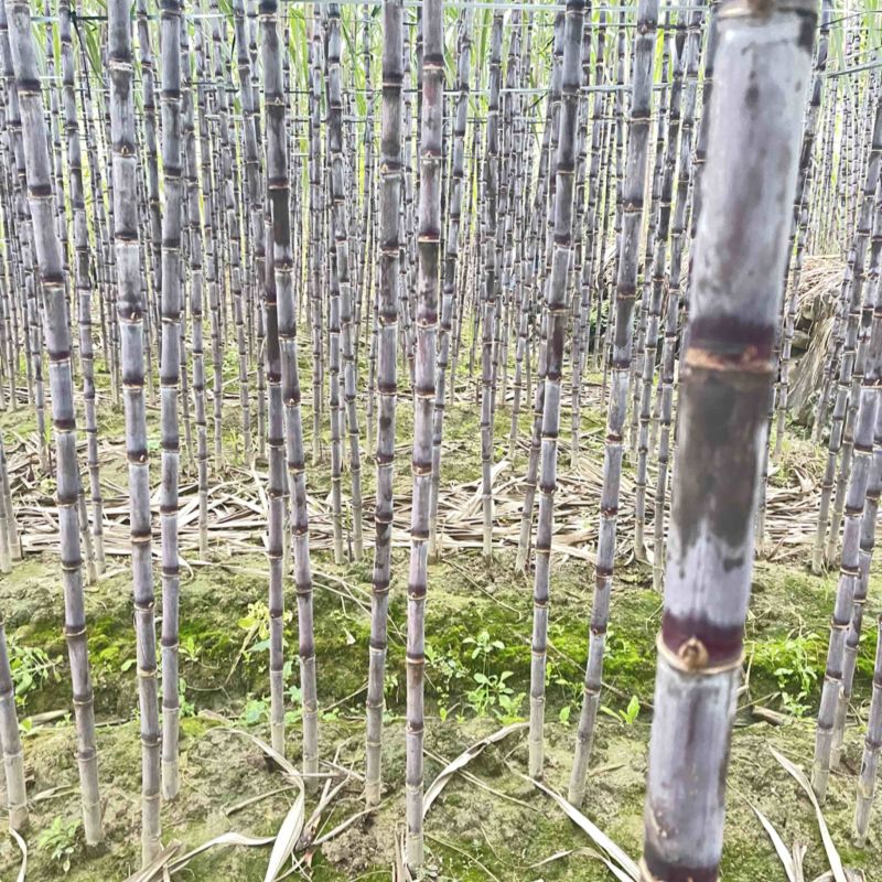 贵州紫皮甘蔗大量上市一手货源，产地直发承接一件代发