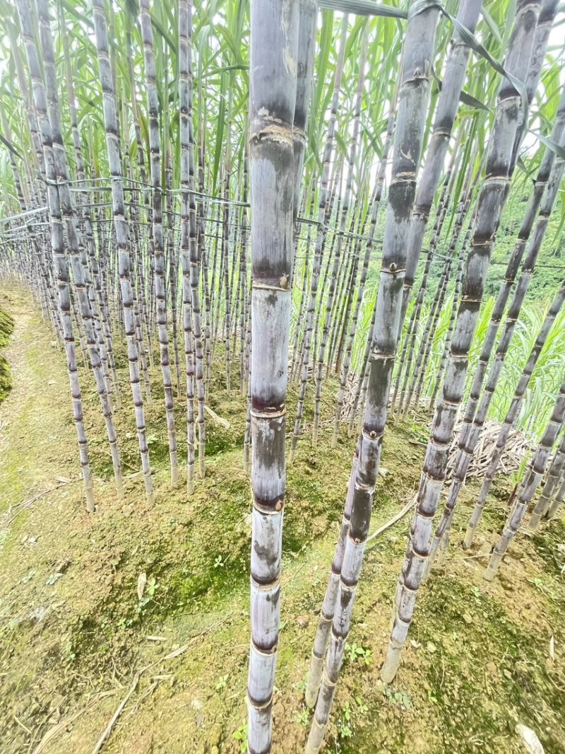 贵州紫皮甘蔗大量上市一手货源，产地直发承接一件代发