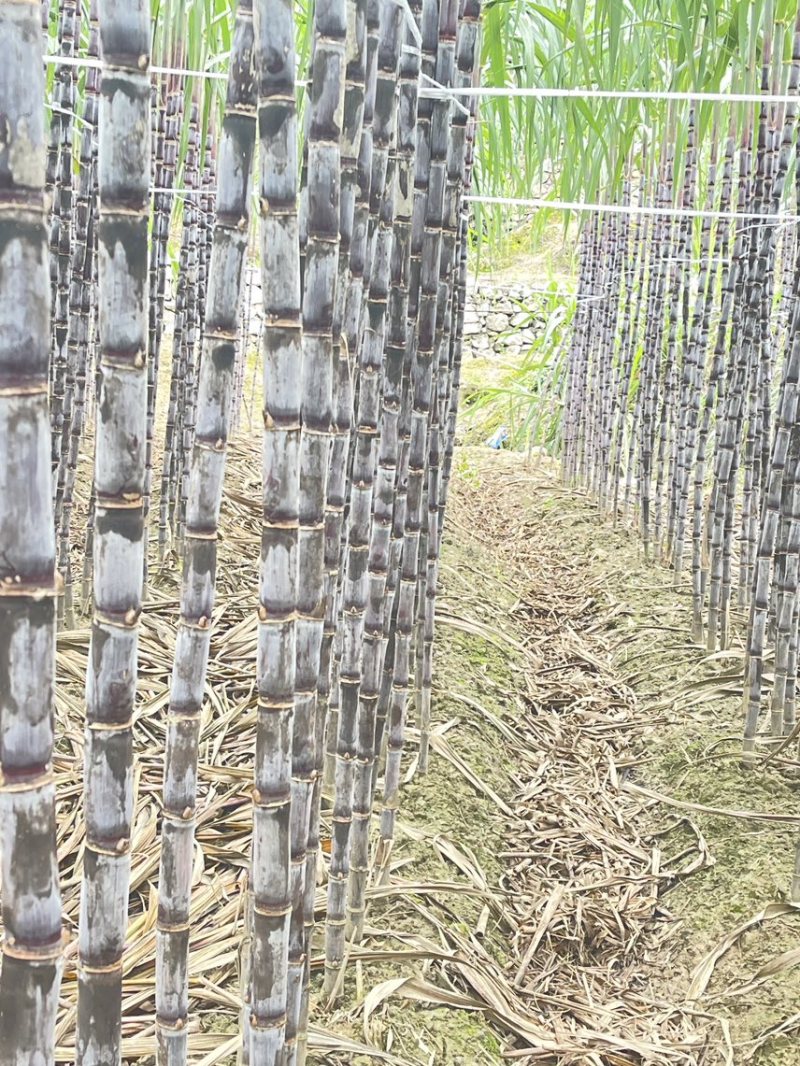 贵州紫皮甘蔗大量上市一手货源，产地直发承接一件代发