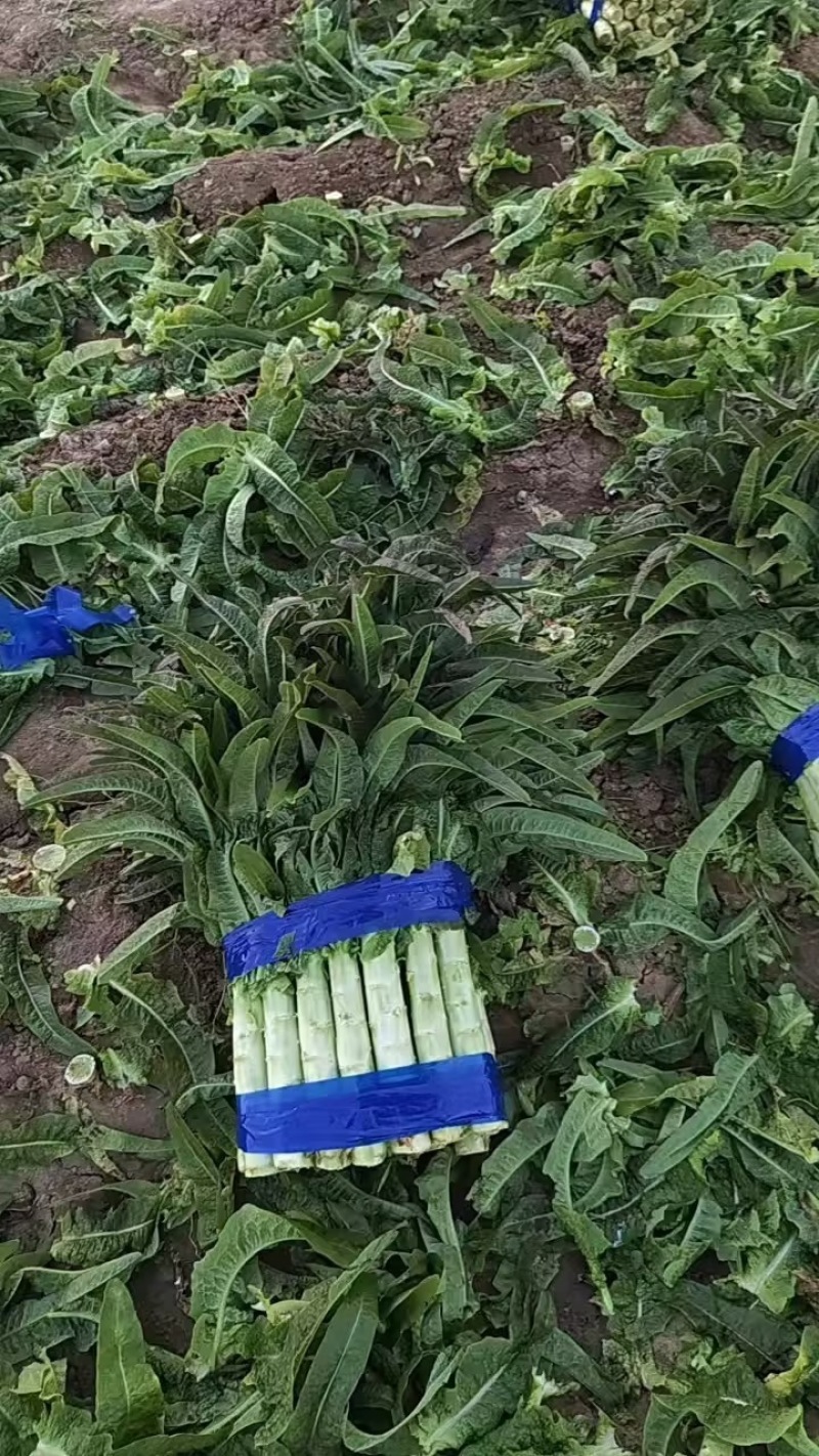 山东郯城红尖叶莴笋量大从优产地直供提供一条龙服务