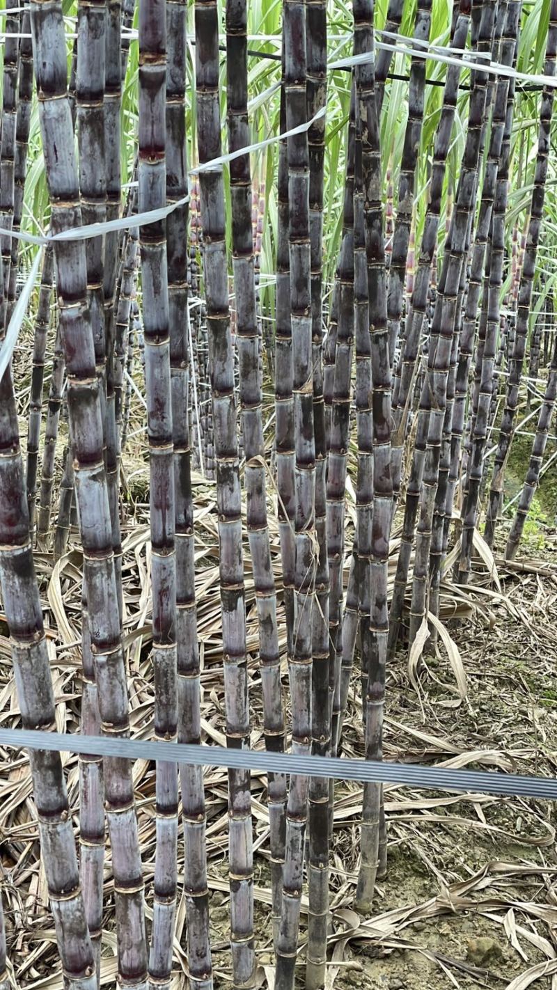 贵州紫皮甘蔗大量上市一手货源，产地直发承接一件代发