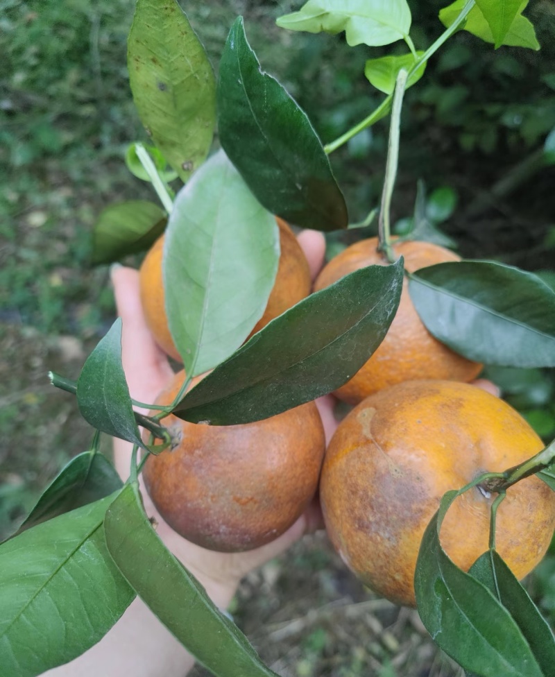 广西乌柑大量供应，出口越南，饮料果，新鲜摘采