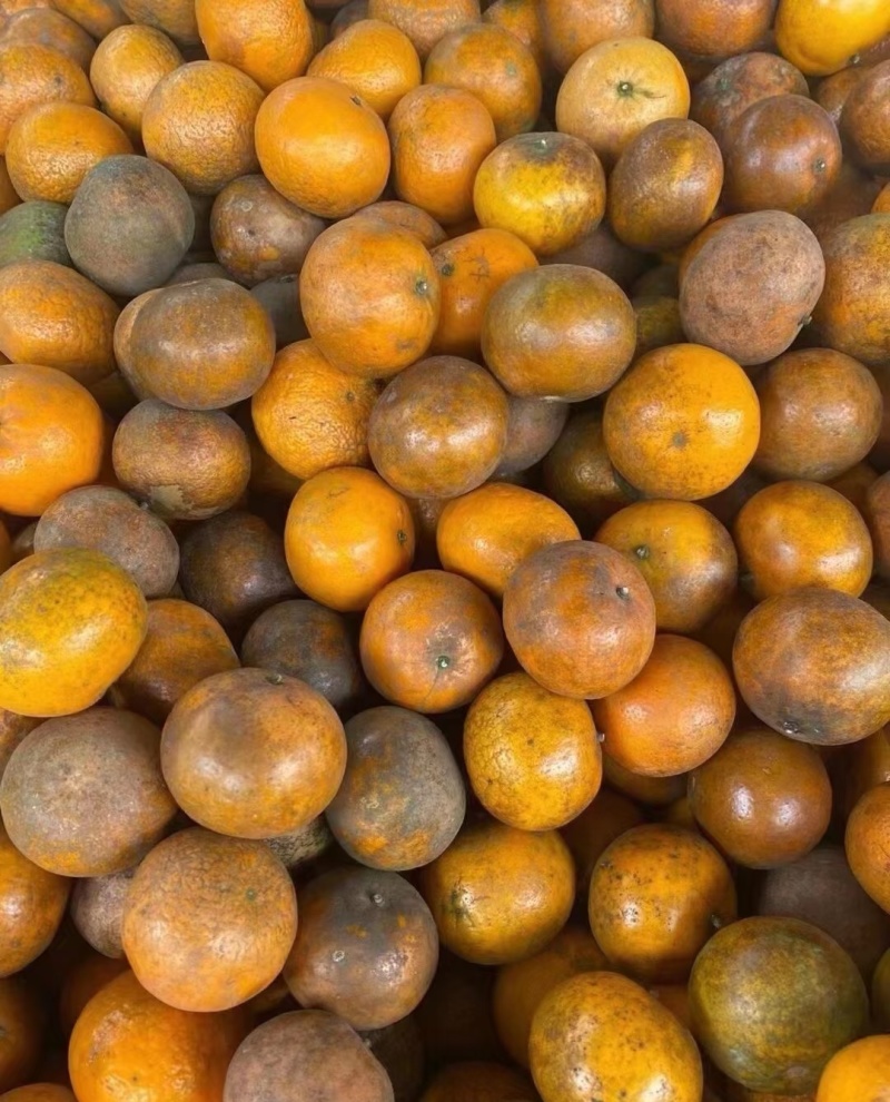 广西乌柑大量供应，出口越南，饮料果，新鲜摘采
