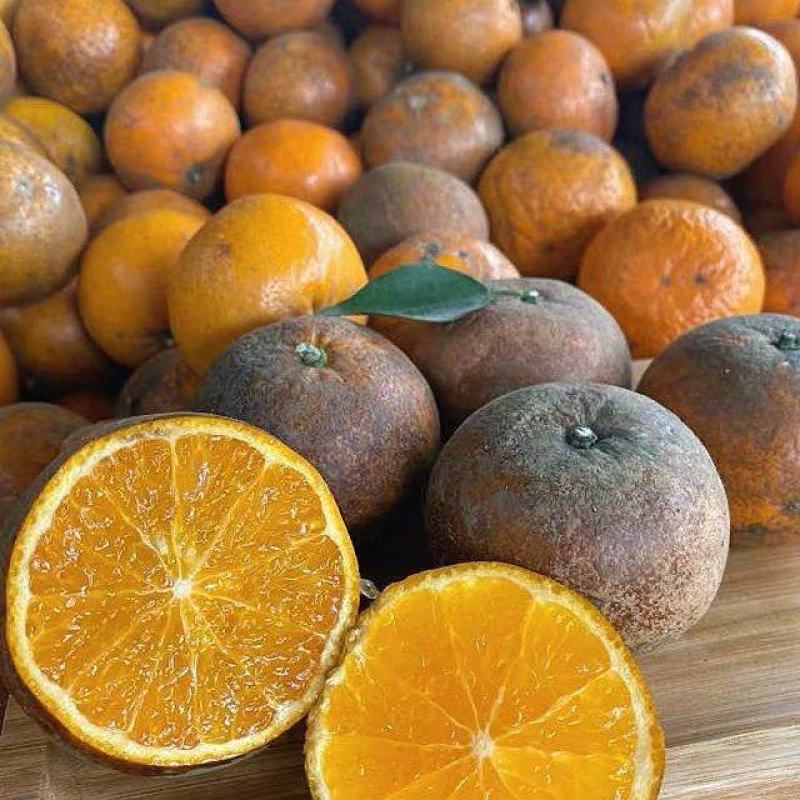 广西乌柑大量供应，出口越南，饮料果，新鲜摘采