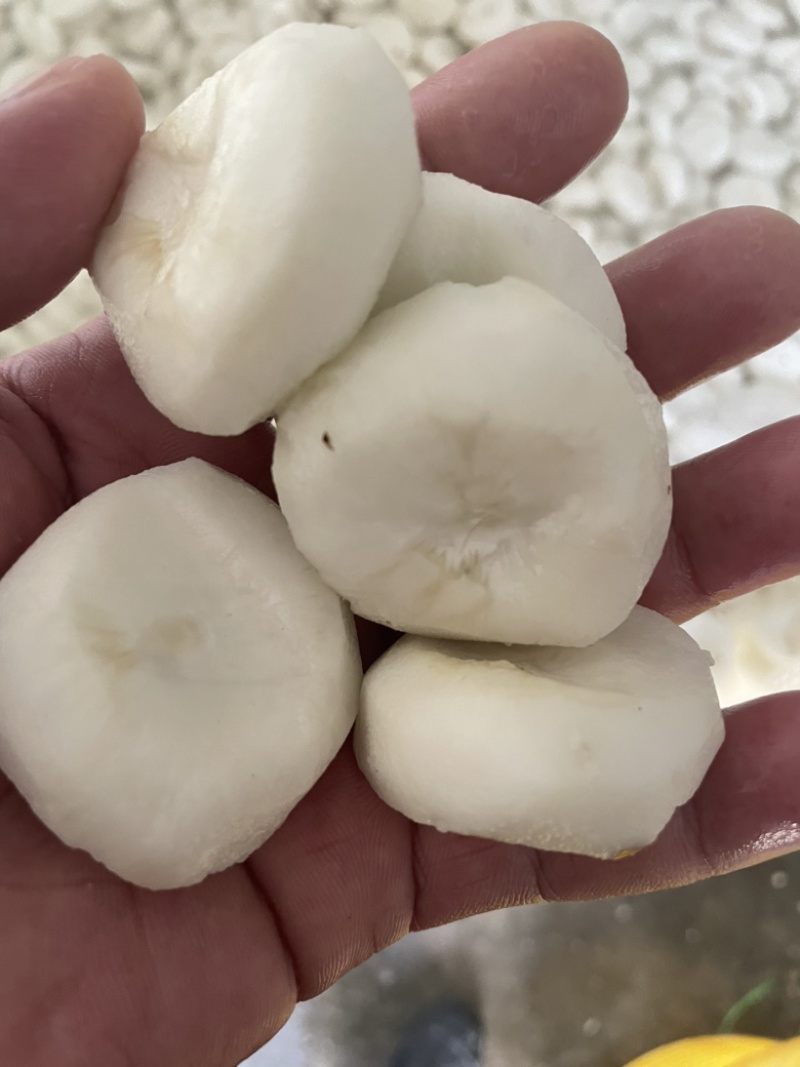 安徽特产去皮大马蹄荸荠白马蹄现挖现去皮新鲜马蹄肉