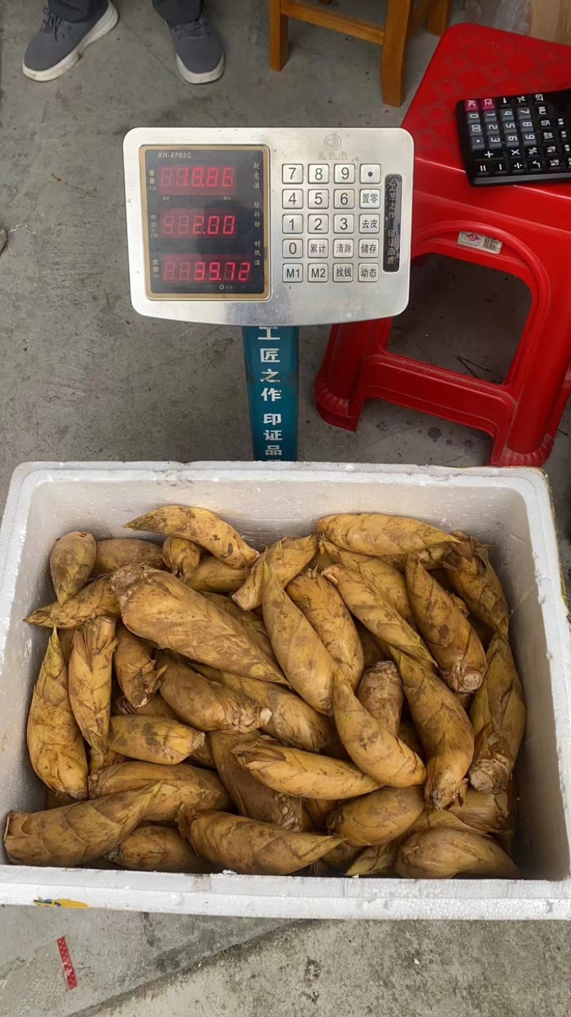 毛竹笋，冬笋新鲜蔬菜大量供应可视频看货产地一手货源