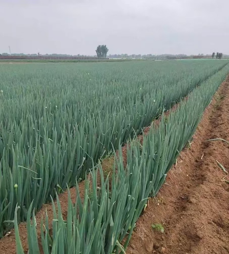 精品大葱产地一手货源全国发货量大价优欢迎随时联系