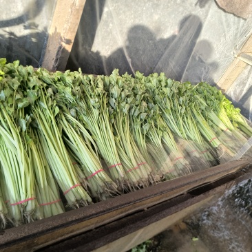 香芹抢占芹菜赛道风口！康禾芹菜寻全国合作伙伴