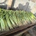 香芹抢占芹菜赛道风口！康禾芹菜寻全国合作伙伴