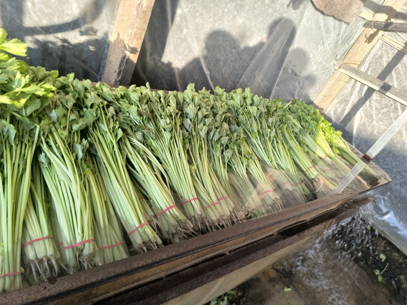 香芹抢占芹菜赛道风口！康禾芹菜寻全国合作伙伴