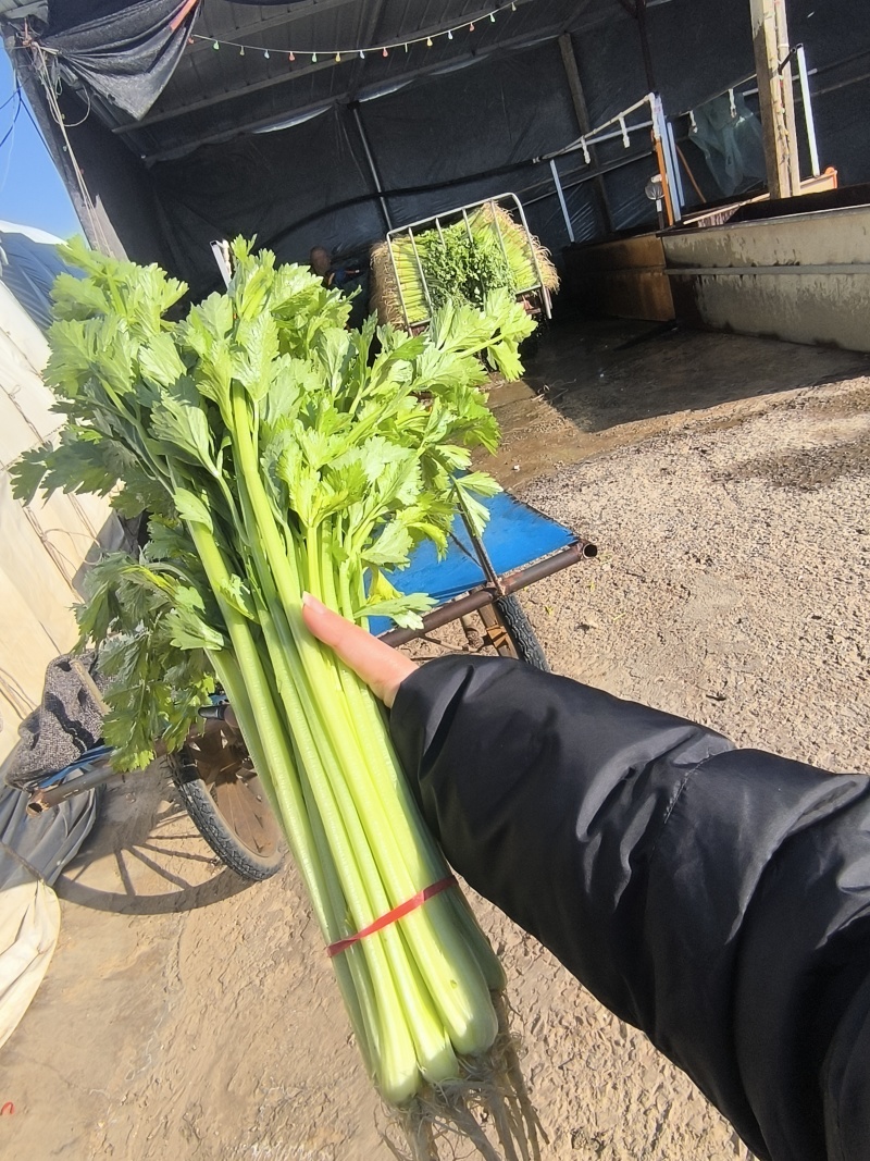 香芹抢占芹菜赛道风口！康禾芹菜寻全国合作伙伴