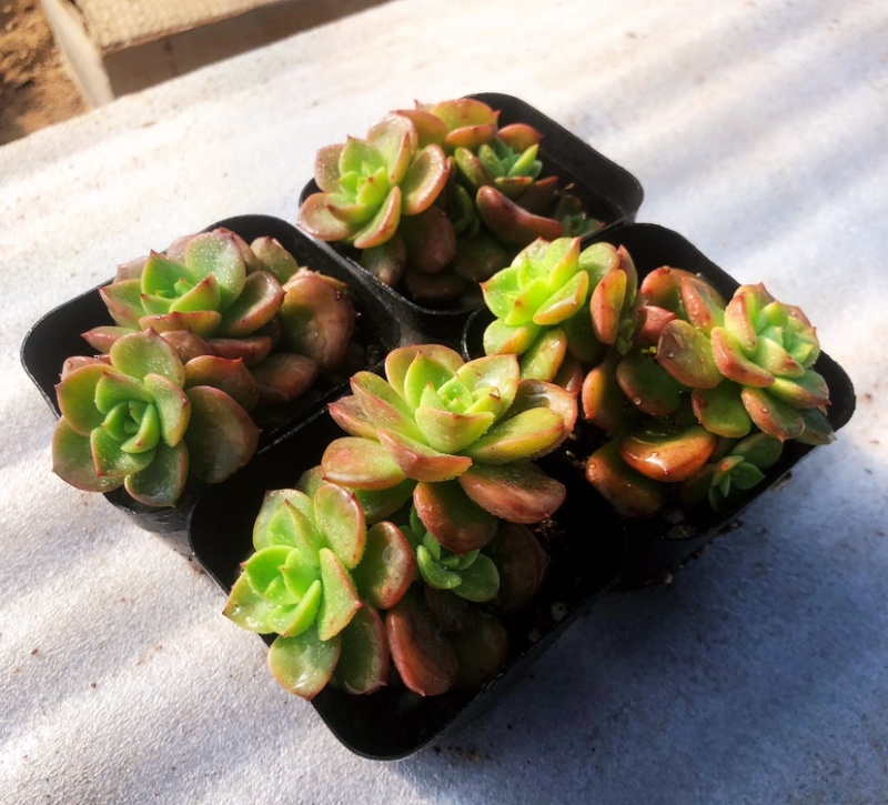 山东济南精品多肉植物吉娃娃基地一首货源批发
