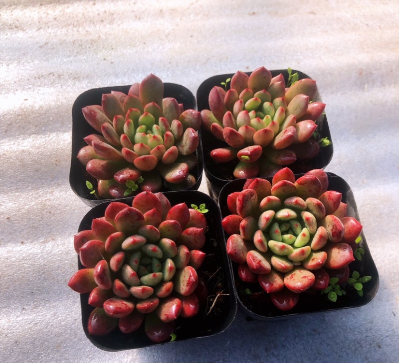 山东济南精品多肉植物吉娃娃基地一首货源批发