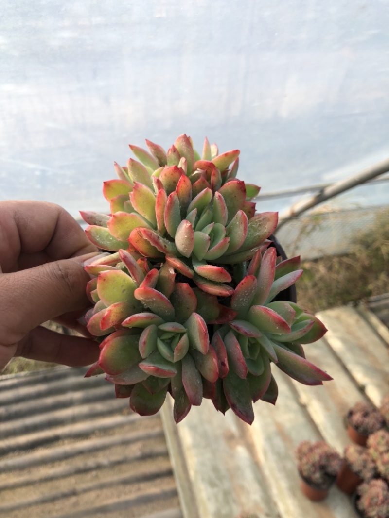 山东济南精品多肉植物吉娃娃基地一首货源批发