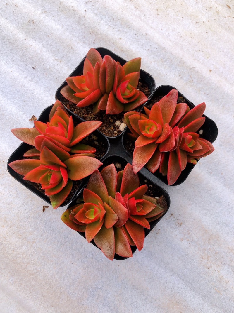 山东济南精品多肉植物吉娃娃基地一首货源批发