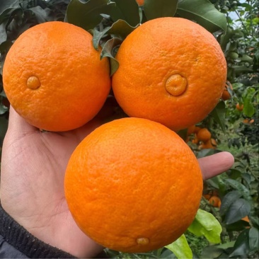 精品套带爱媛38号，大量上市，皮薄多汁，口感细腻