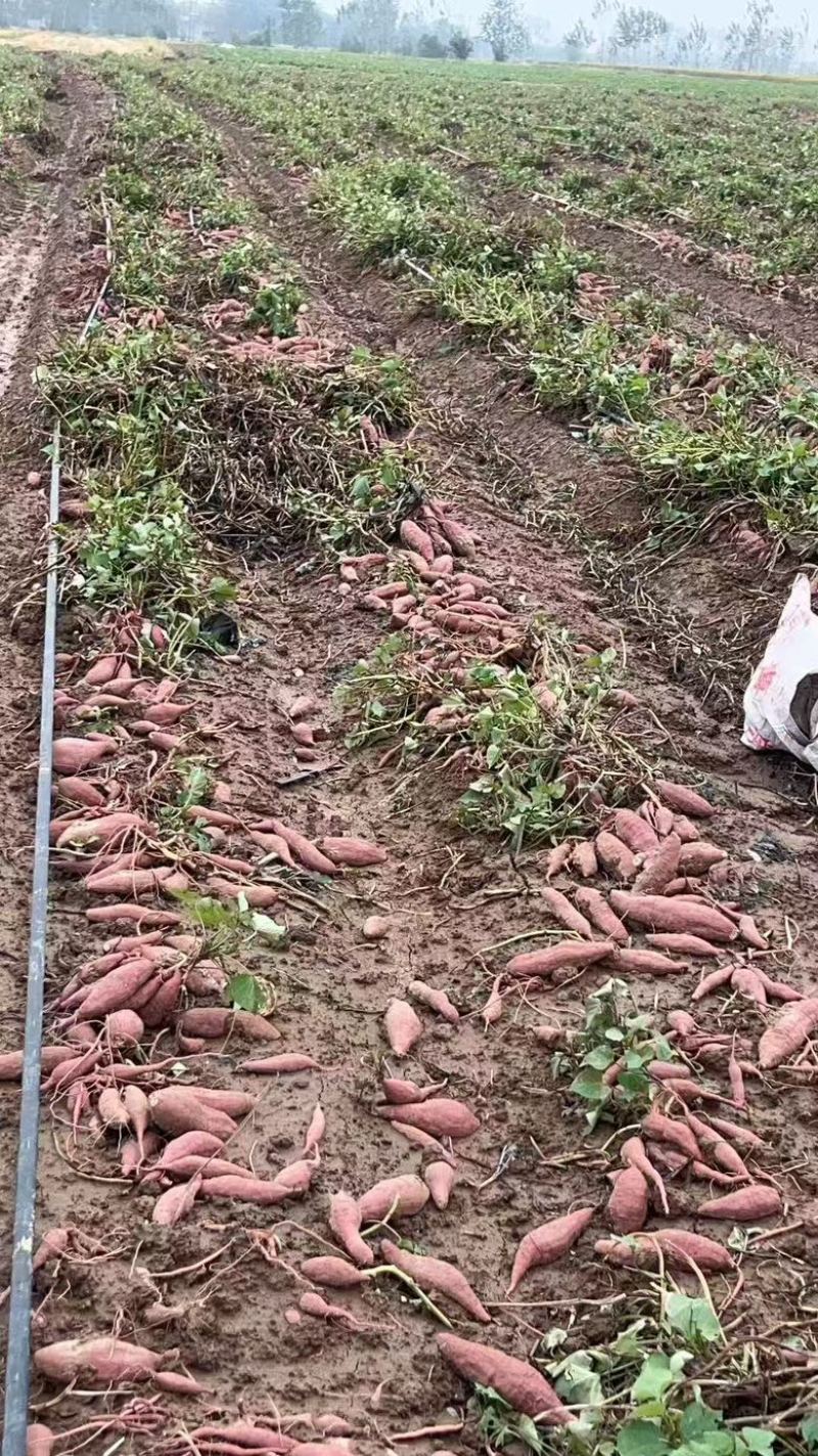 西瓜红红薯