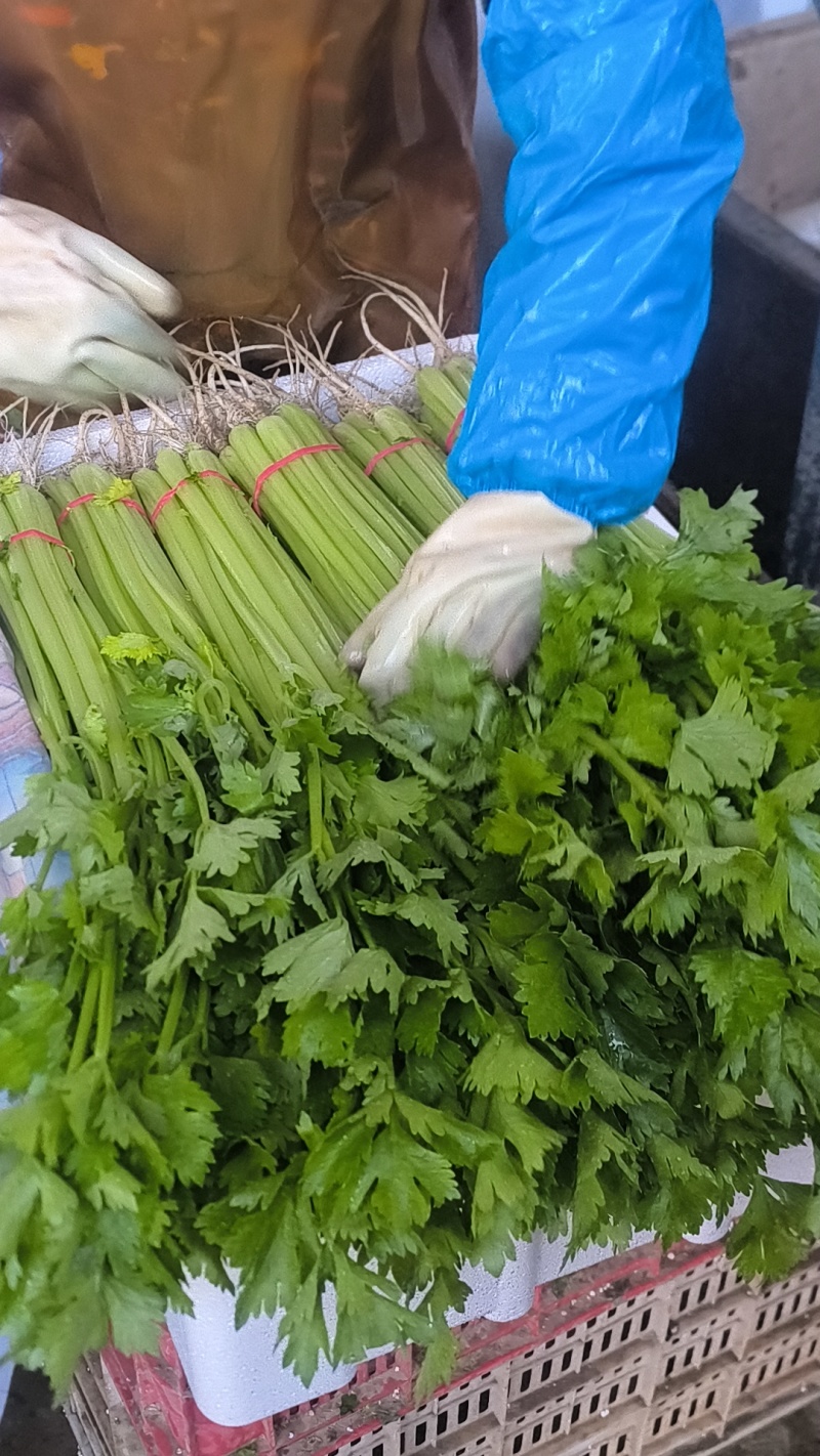 香芹抢占芹菜赛道风口！康禾芹菜寻全国合作伙伴
