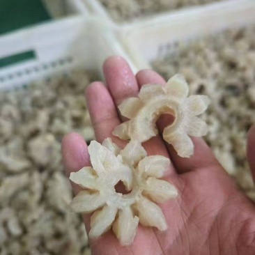 牛鞭花