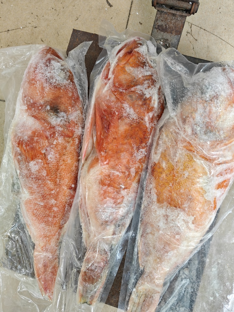 红石斑鱼石九公大规格2斤清蒸品质
