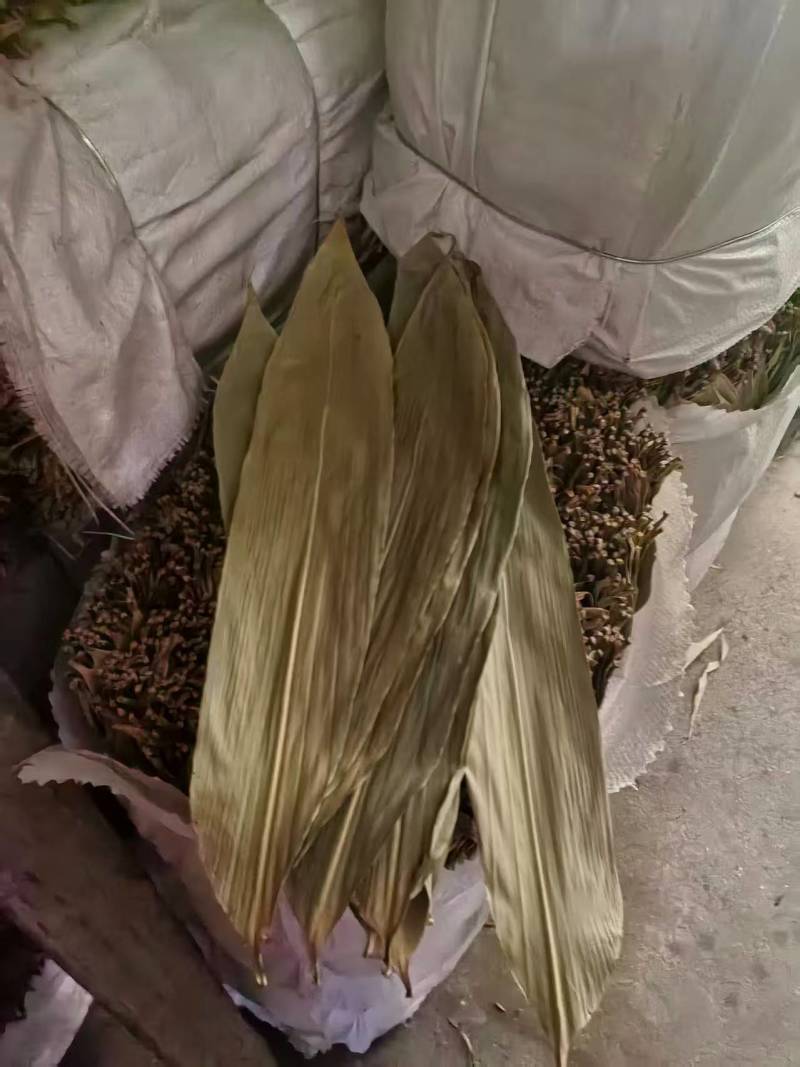 今年新货粽叶干粽叶厂家批发量大从优供食品加工厂品质好