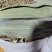 今年新货粽叶干粽叶厂家批发量大从优供食品加工厂品质好