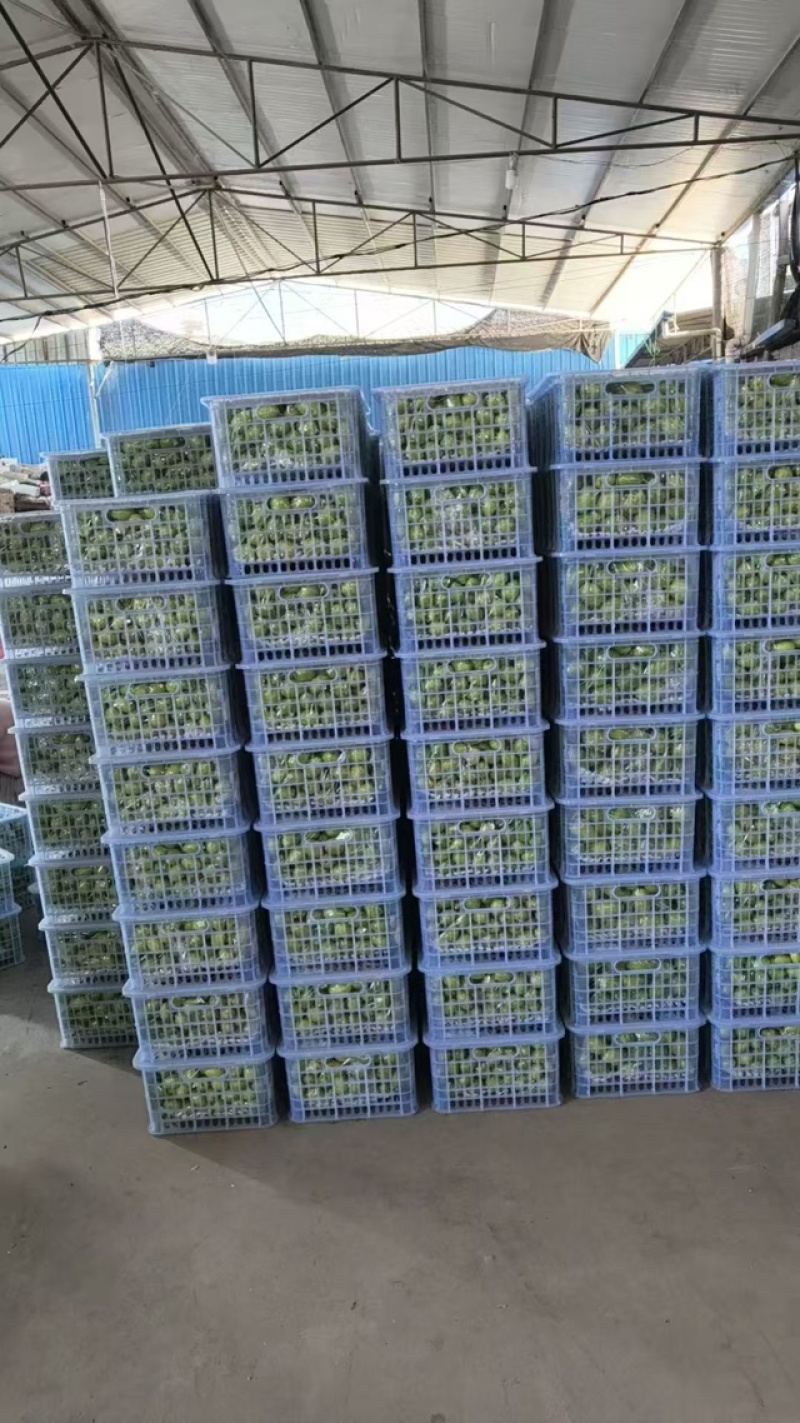 青枣云南精品发货鲜枣果子饱满价格合理欢迎进店
