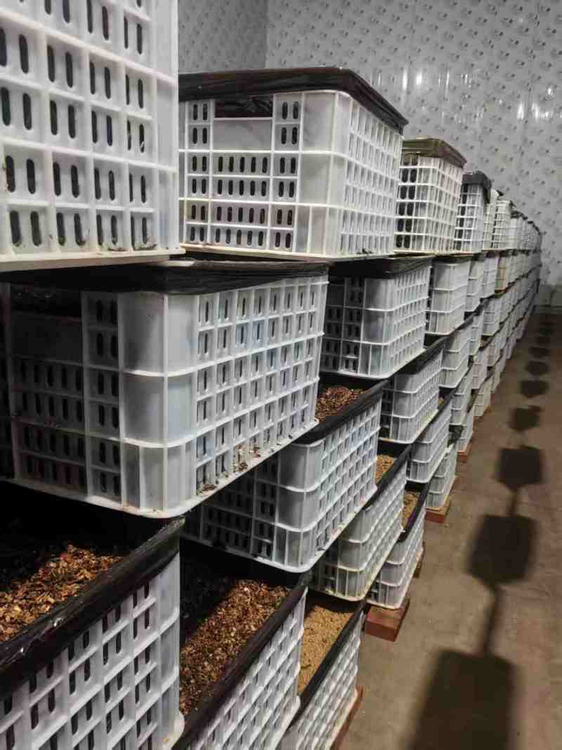 天麻菌种框栽（连框售卖）请注意是栽培种