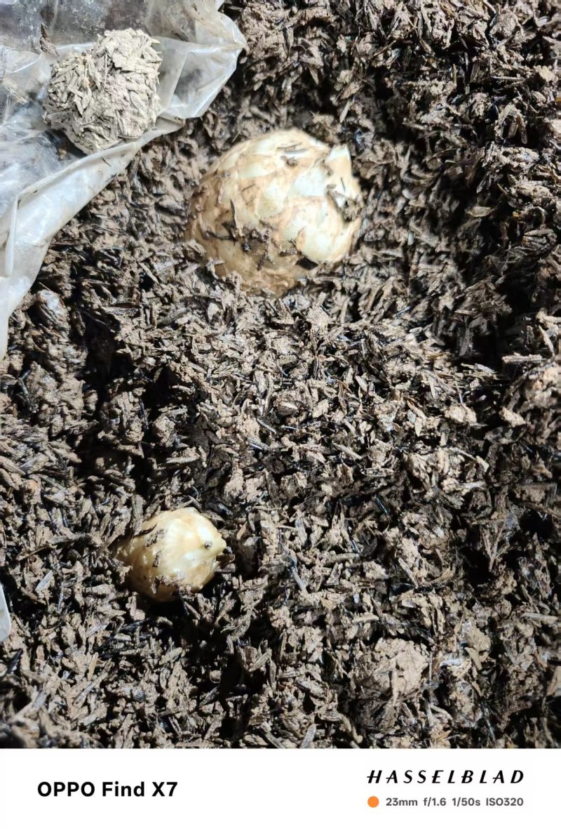 天麻菌种框栽（连框售卖）请注意是栽培种