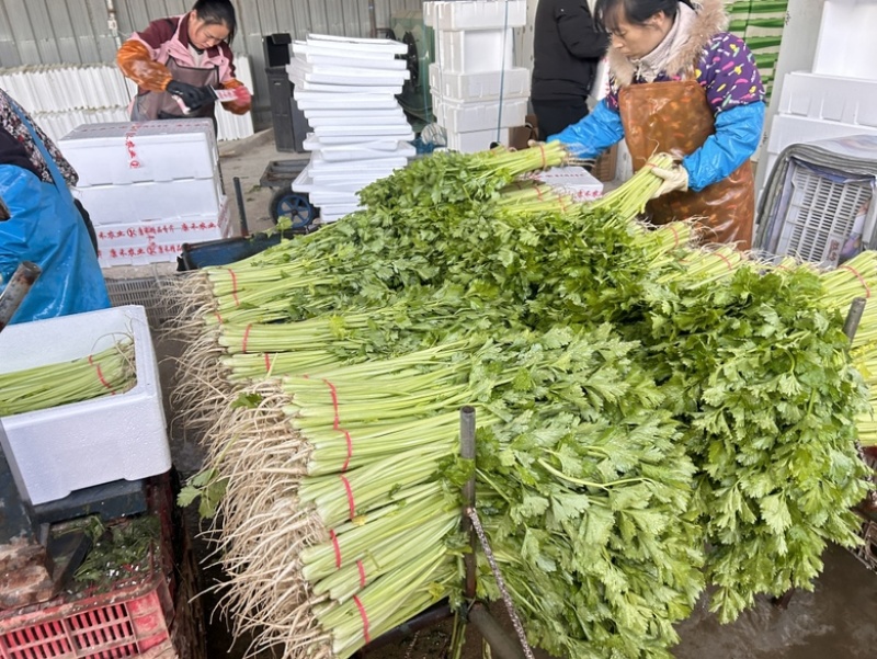 香芹
